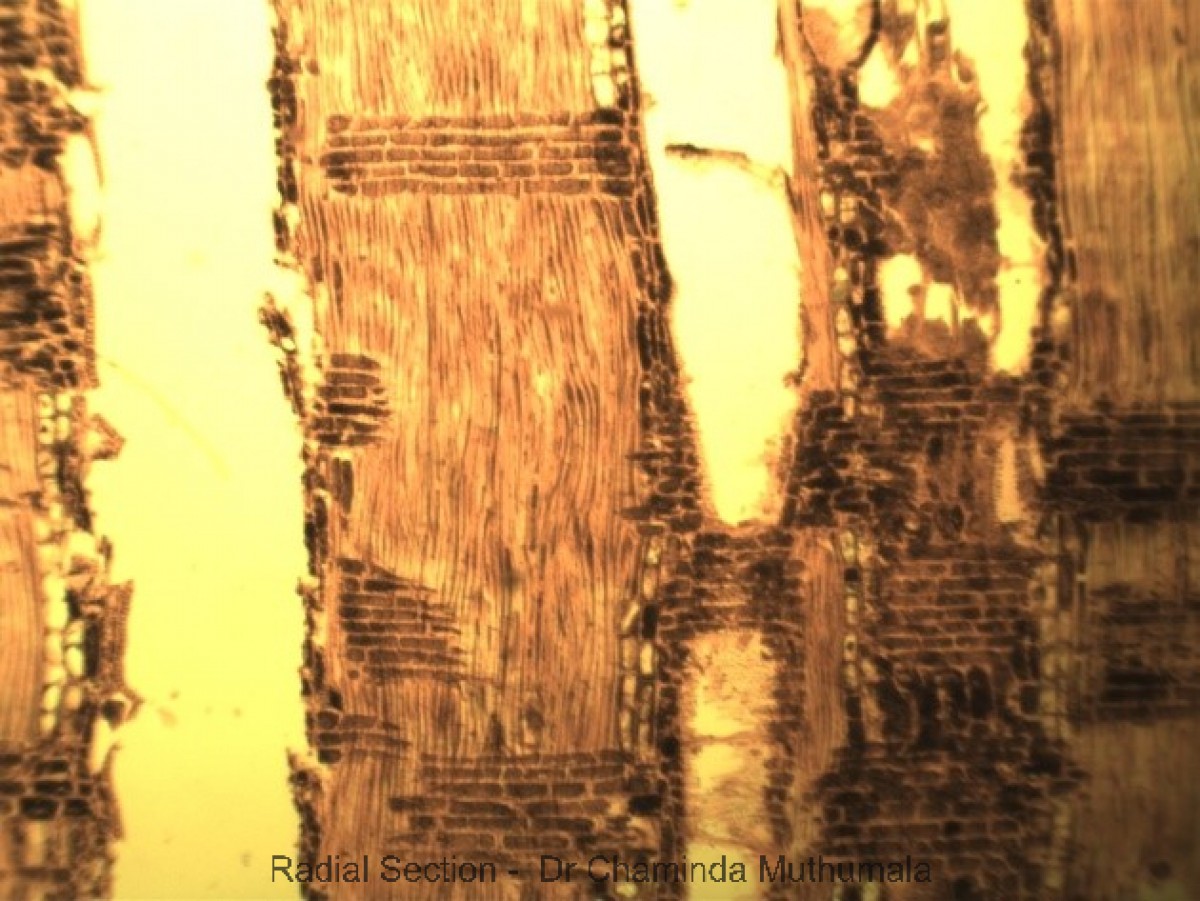 Terminalia arjuna (Roxb. ex DC.) Wight & Arn.
